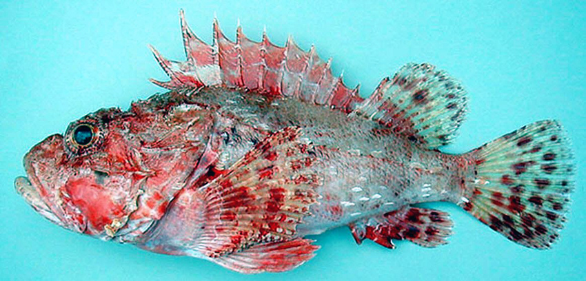 Scorpaena elongata_05.jpg